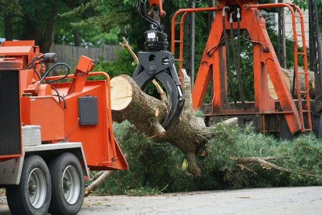 Emergency Tree Removal in Winter Haven for Fast Storm Recovery