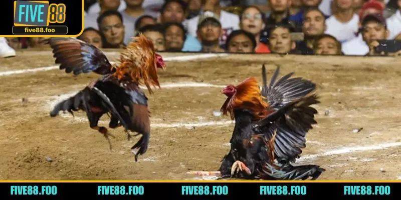 What Makes Cockfighting Games at FIVE88 Casino Special: A Complete Look at Features, Experience, and Gameplay Value
