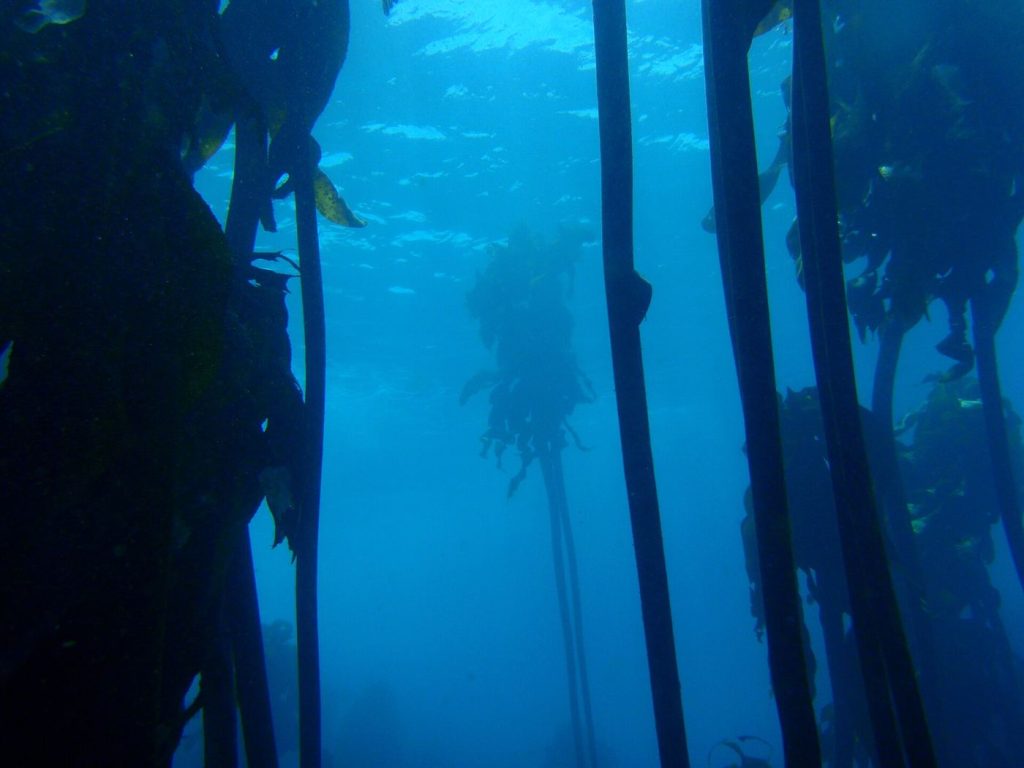 Divers Replant Kelp Where Urchins Cleared the Seabed A diver swimming through a sunlit kelp forest with tall green fronds rising from the rocky seabed.